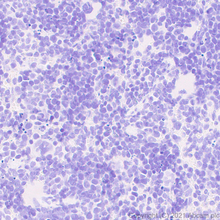 Immunohistochemistry (Formalin/PFA-fixed paraffin-embedded sections) - Anti-EGF antibody [RM1015] - BSA and Azide free (AB288300)