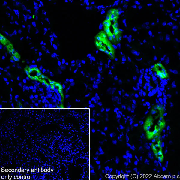 Immunohistochemistry (Frozen sections) - Anti-EGF antibody [RM1015] - BSA and Azide free (AB288300)
