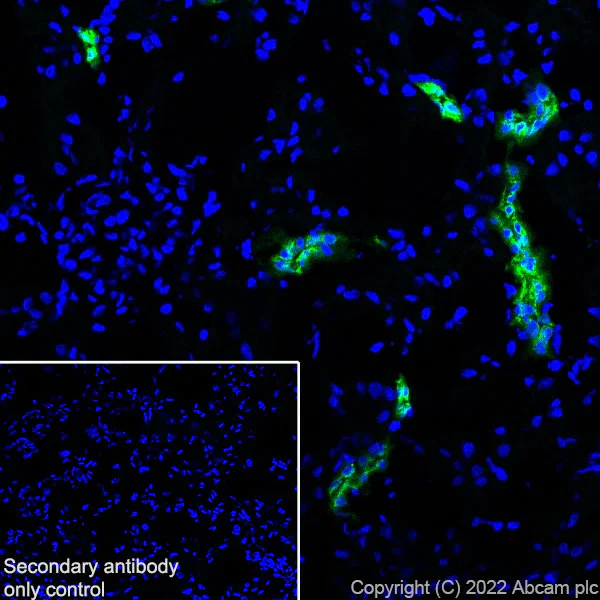 Immunohistochemistry (Frozen sections) - Anti-EGF antibody [RM1015] - BSA and Azide free (AB288300)