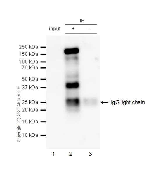 Immunoprecipitation - Anti-EGF antibody [RM1015] - BSA and Azide free (AB288300)