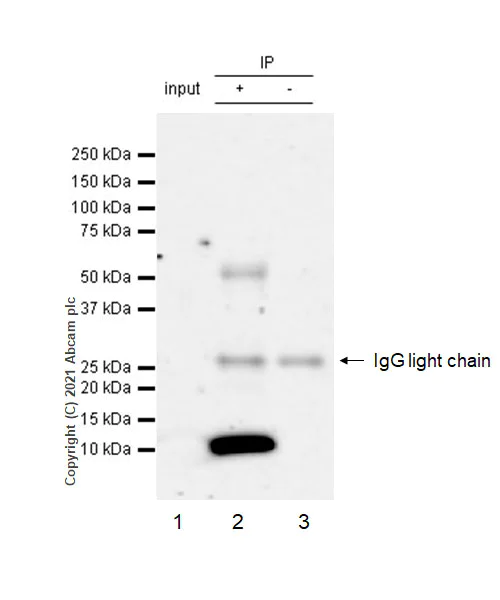 Immunoprecipitation - Anti-EGF antibody [RM1015] - BSA and Azide free (AB288300)