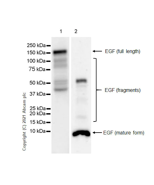 Western blot - Anti-EGF antibody [RM1015] - BSA and Azide free (AB288300)