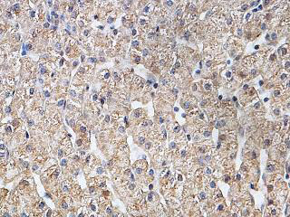 Immunohistochemistry (Formalin/PFA-fixed paraffin-embedded sections) - Anti-EGFL6 antibody (AB140079), expandable thumbnail