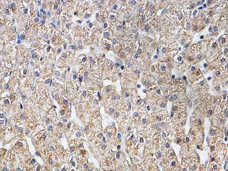 Immunohistochemistry (Formalin/PFA-fixed paraffin-embedded sections) - Anti-EGFL6 antibody (AB140079)