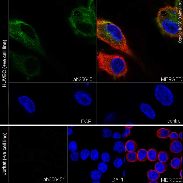Immunocytochemistry/ Immunofluorescence - Anti-EGFL7 antibody [EPR22603-113] (AB256451)