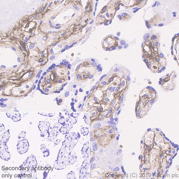 Immunohistochemistry (Formalin/PFA-fixed paraffin-embedded sections) - Anti-EGFL7 antibody [EPR22603-113] (AB256451)