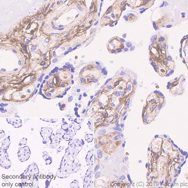 Immunohistochemistry (Formalin/PFA-fixed paraffin-embedded sections) - Anti-EGFL7 antibody [EPR22603-113] (AB256451)