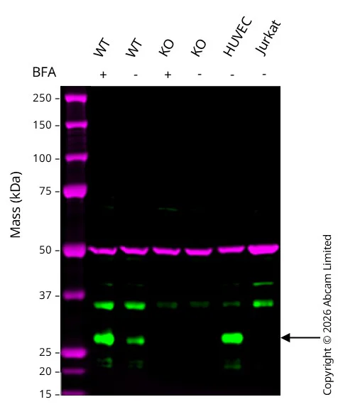 Western blot - Anti-EGFL7 antibody [EPR22603-113] (AB256451)