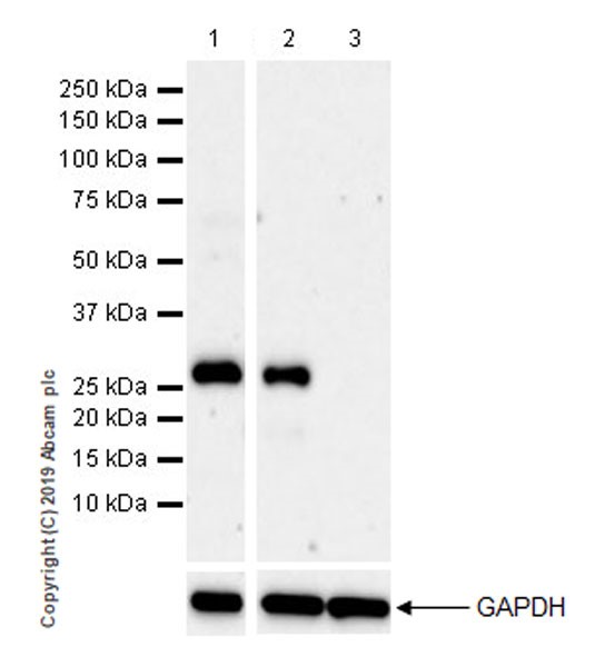 Western blot - Anti-EGFL7 antibody [EPR22603-113] (AB256451)