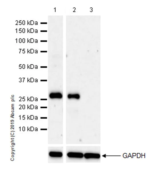 Western blot - Anti-EGFL7 antibody [EPR22603-113] (AB256451)