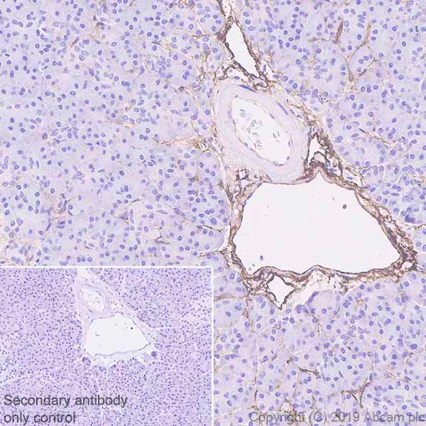 Immunohistochemistry (Formalin/PFA-fixed paraffin-embedded sections) - Anti-EGFL7 antibody [EPR22603-113] - BSA and Azide free (AB256532)