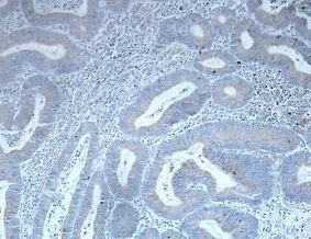 Immunohistochemistry (Formalin/PFA-fixed paraffin-embedded sections) - Anti-EGFL8 antibody (AB205193)