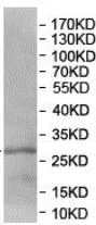 Western blot - Anti-EGFL8 antibody (AB205193)