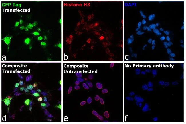 Immunocytochemistry/ Immunofluorescence - Anti-EGFP antibody [F56-6A1.2.3] (AB184601)