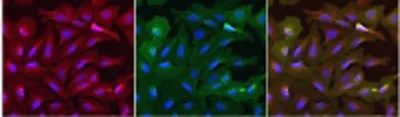 Immunocytochemistry/ Immunofluorescence - Anti-EGFP antibody [F56-6A1.2.3] (AB184601)