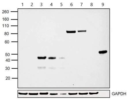 Western blot - Anti-EGFP antibody [F56-6A1.2.3] (AB184601)