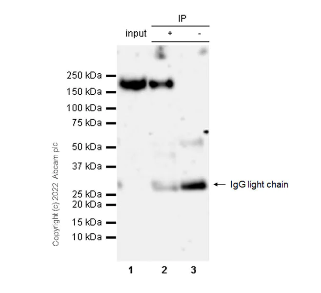 Immunoprecipitation - Anti-EGFR antibody [13/EGFR] (AB289889)