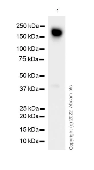 Western blot - Anti-EGFR antibody [13/EGFR] (AB289889)