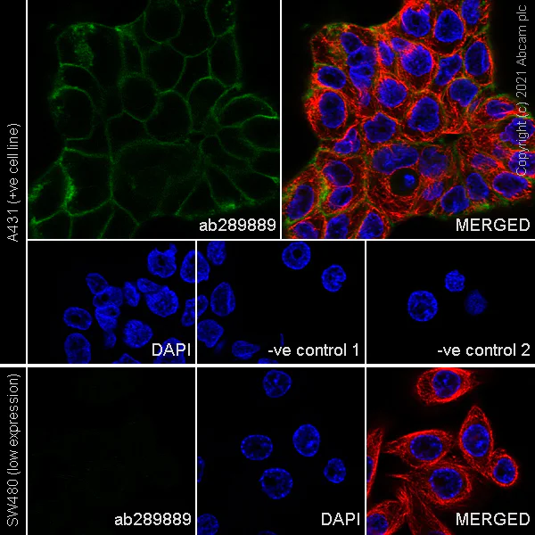 Immunocytochemistry/ Immunofluorescence - Anti-EGFR antibody [13/EGFR] - BSA and Azide free (AB289896)