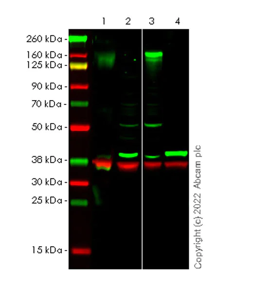 Western blot - Anti-EGFR antibody [13/EGFR] - BSA and Azide free (AB289896)