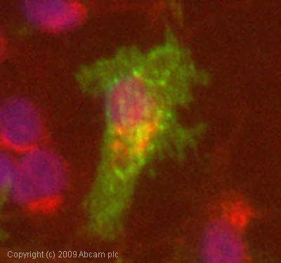 Immunocytochemistry/ Immunofluorescence - Anti-EGFR antibody [2E9] (AB8465)