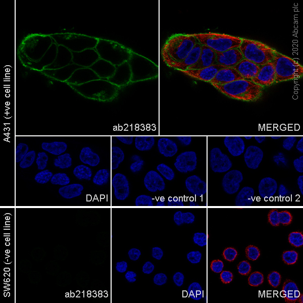Immunocytochemistry/ Immunofluorescence - Anti-EGFR antibody [31G7] (AB218383), expandable thumbnail
