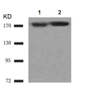 Western blot - Anti-EGFR antibody (AB131498)