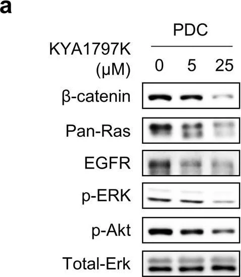 Western blot - Anti-EGFR antibody (AB131498)