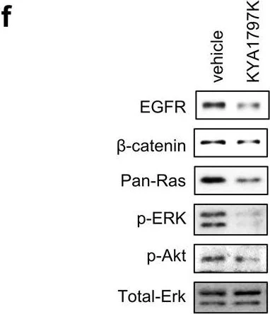 Western blot - Anti-EGFR antibody (AB131498)