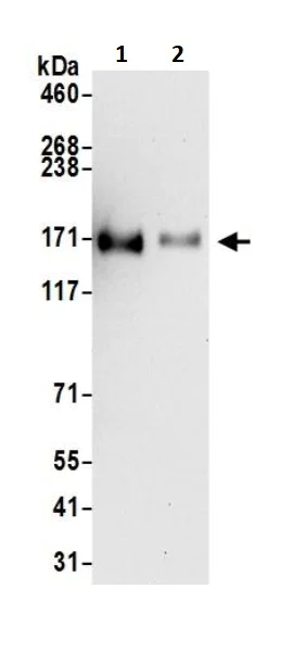 Western blot - Anti-EGFR antibody (AB245363)