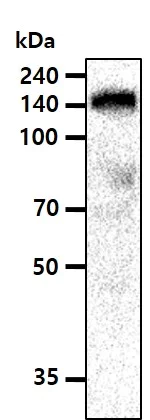 Western blot - Anti-EGFR antibody [AT2H8] (AB265799)