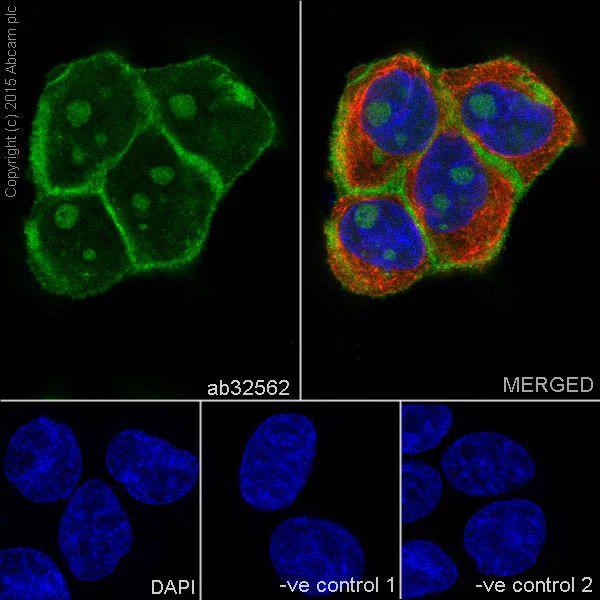 Immunocytochemistry/ Immunofluorescence - Anti-EGFR antibody [E114] (AB32562)