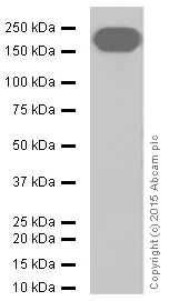 Western blot - Anti-EGFR antibody [E114] (AB32562)
