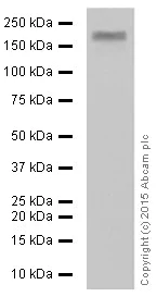 Western blot - Anti-EGFR antibody [E114] (AB32562)