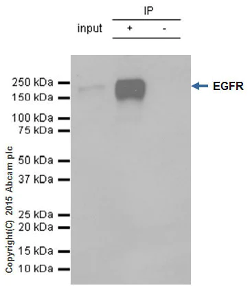 Immunoprecipitation - Anti-EGFR antibody [E114] - BSA and Azide free (AB271834)