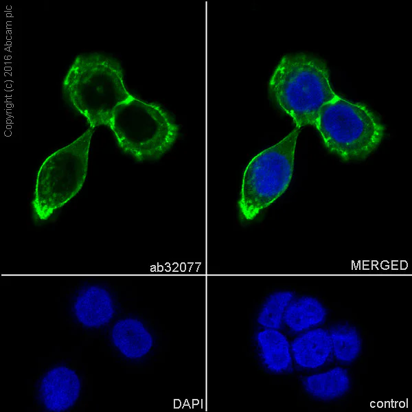 Immunocytochemistry/ Immunofluorescence - Anti-EGFR antibody [E235] - BSA and Azide free (AB227459)