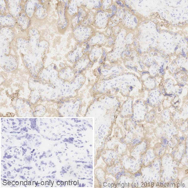 Immunohistochemistry (Frozen sections) - Anti-EGFR antibody [EGFR1] - BSA and Azide free (AB264523)