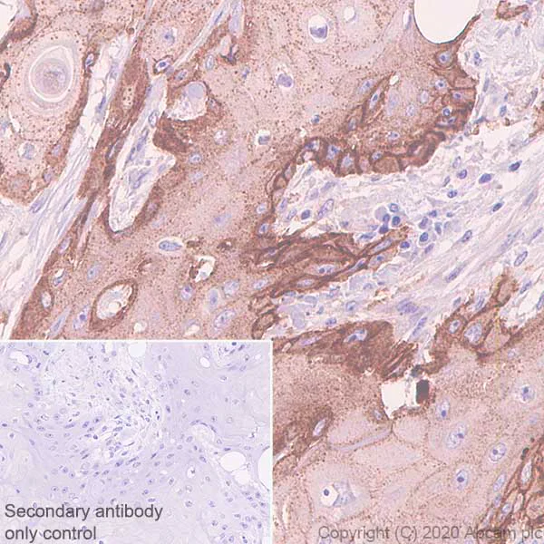 Immunohistochemistry (Formalin/PFA-fixed paraffin-embedded sections) - Anti-EGFR antibody [EMab-134] - BSA and Azide free (AB264547)