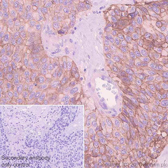 Immunohistochemistry (Formalin/PFA-fixed paraffin-embedded sections) - Anti-EGFR antibody [EMab-134] - BSA and Azide free (AB264547)