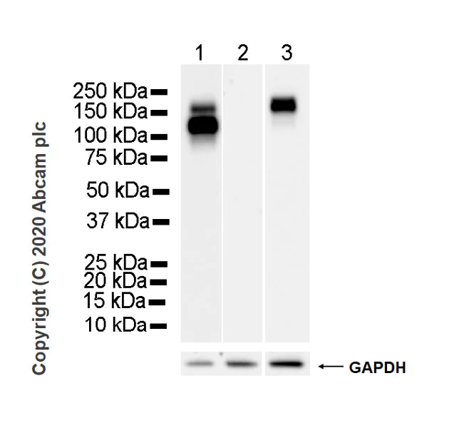 Western blot - Anti-EGFR antibody [EMab-134] - BSA and Azide free (AB264547)