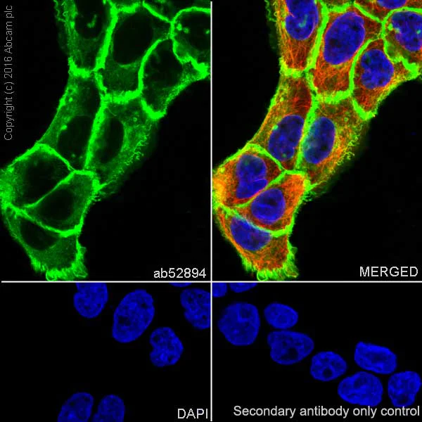Immunocytochemistry/ Immunofluorescence - Anti-EGFR antibody [EP38Y] - BSA and Azide free (AB272293)