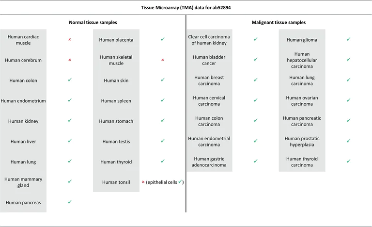 Immunohistochemistry (Formalin/PFA-fixed paraffin-embedded sections) - Anti-EGFR antibody [EP38Y] - Low endotoxin, Azide free (AB174481)