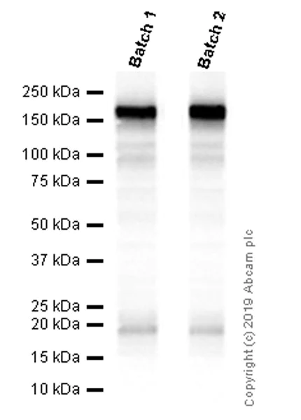 Western blot - Anti-EGFR antibody [EP38Y] - Low endotoxin, Azide free (AB174481)