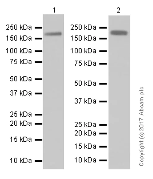 Western blot - Anti-EGFR antibody [EP38Y] - Low endotoxin, Azide free (AB174481)