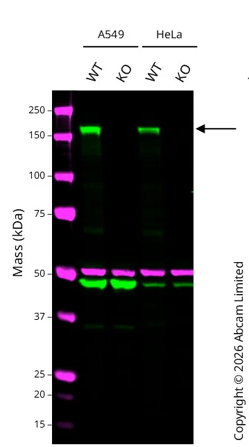 Western blot - Anti-EGFR antibody [EPR39Y] - BSA and Azide free (AB239877)