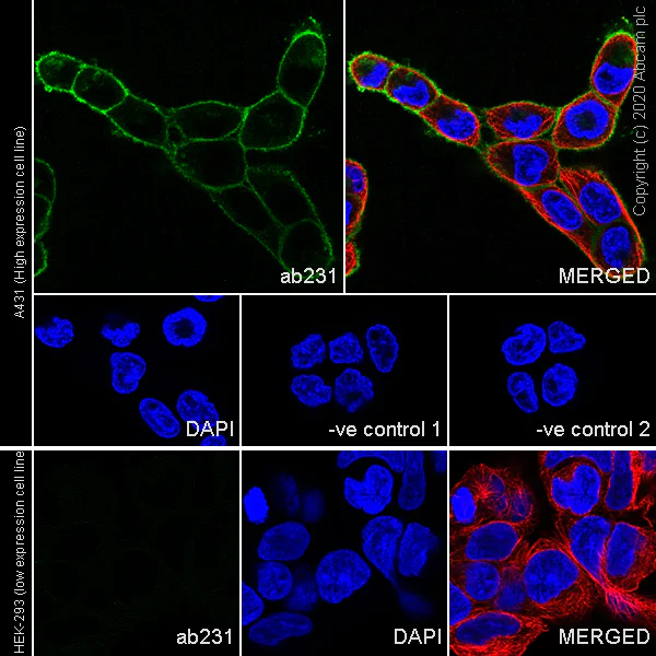 Immunocytochemistry/ Immunofluorescence - Anti-EGFR antibody [ICR10] (AB231)