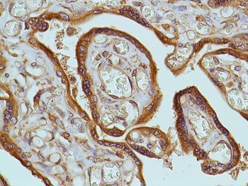 Anti-EGFR antibody [SP9]