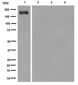 Western blot - Anti-EGFR (mutated L858R) antibody [EPR15348] - BSA and Azide free (AB251130)
