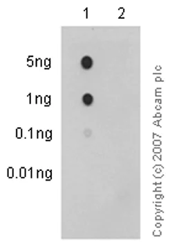 Dot Blot - Anti-EGFR (phospho S1046 + S1047) antibody [EP2259Y] (AB76300)