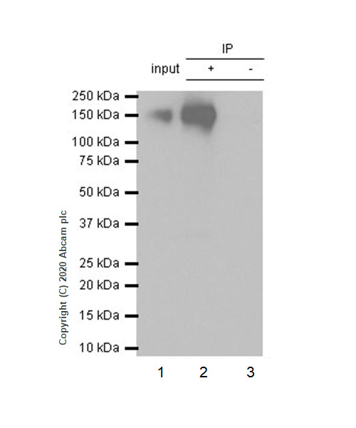 Immunoprecipitation - Anti-EGFR (phospho S1046 + S1047) antibody [EP2259Y] - BSA and Azide free (AB256225), expandable thumbnail